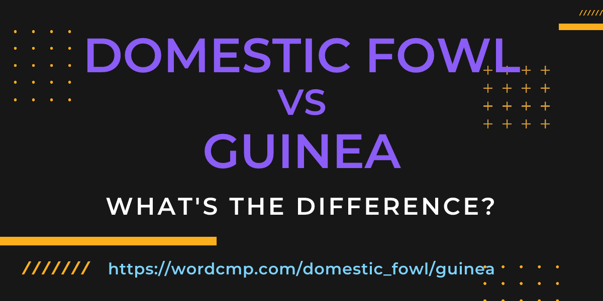 Difference between domestic fowl and guinea