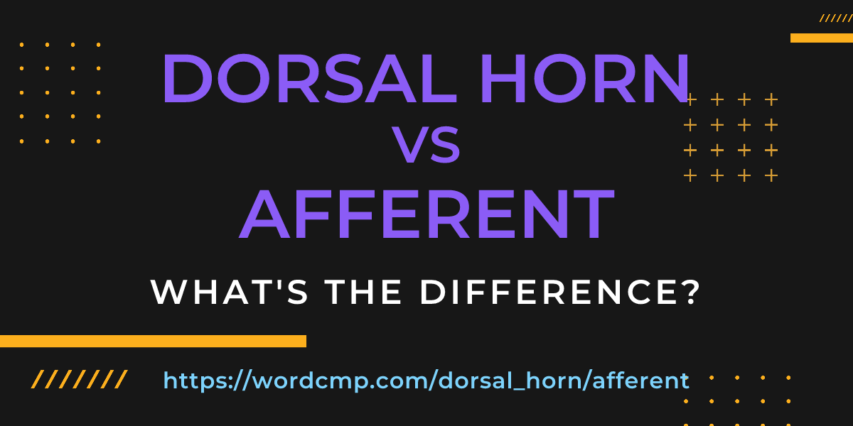 Difference between dorsal horn and afferent
