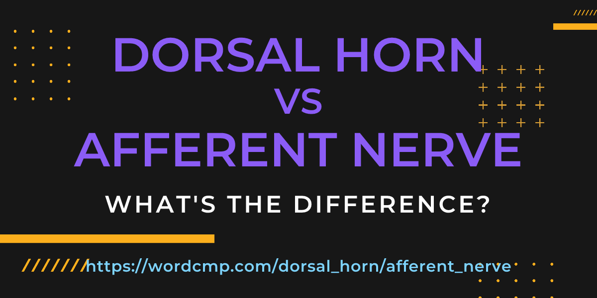 Difference between dorsal horn and afferent nerve