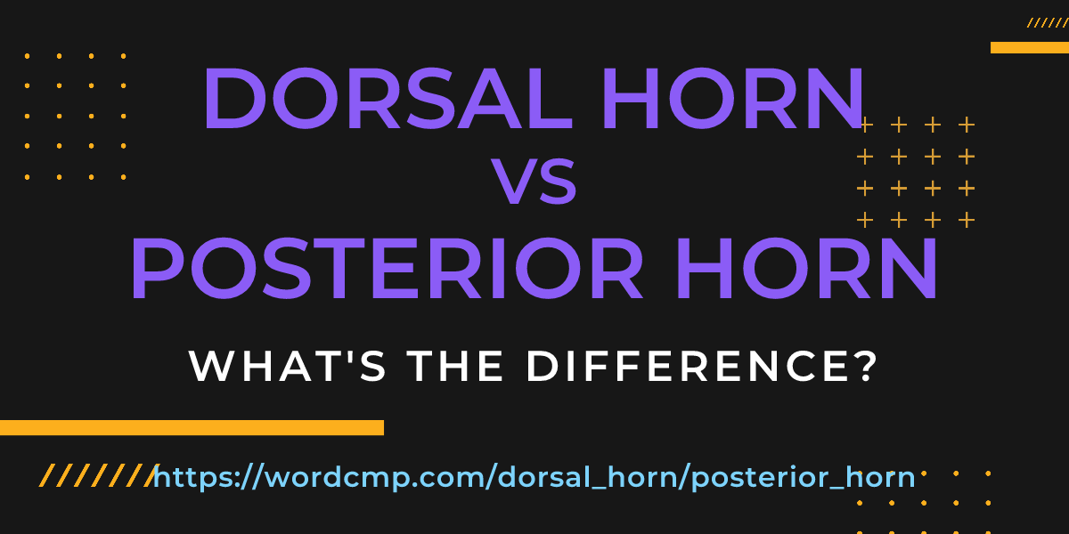 Difference between dorsal horn and posterior horn