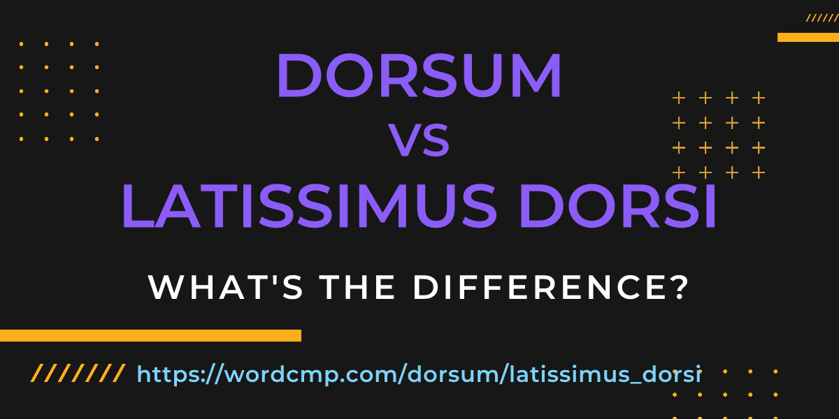 Difference between dorsum and latissimus dorsi