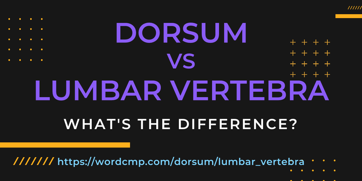Difference between dorsum and lumbar vertebra