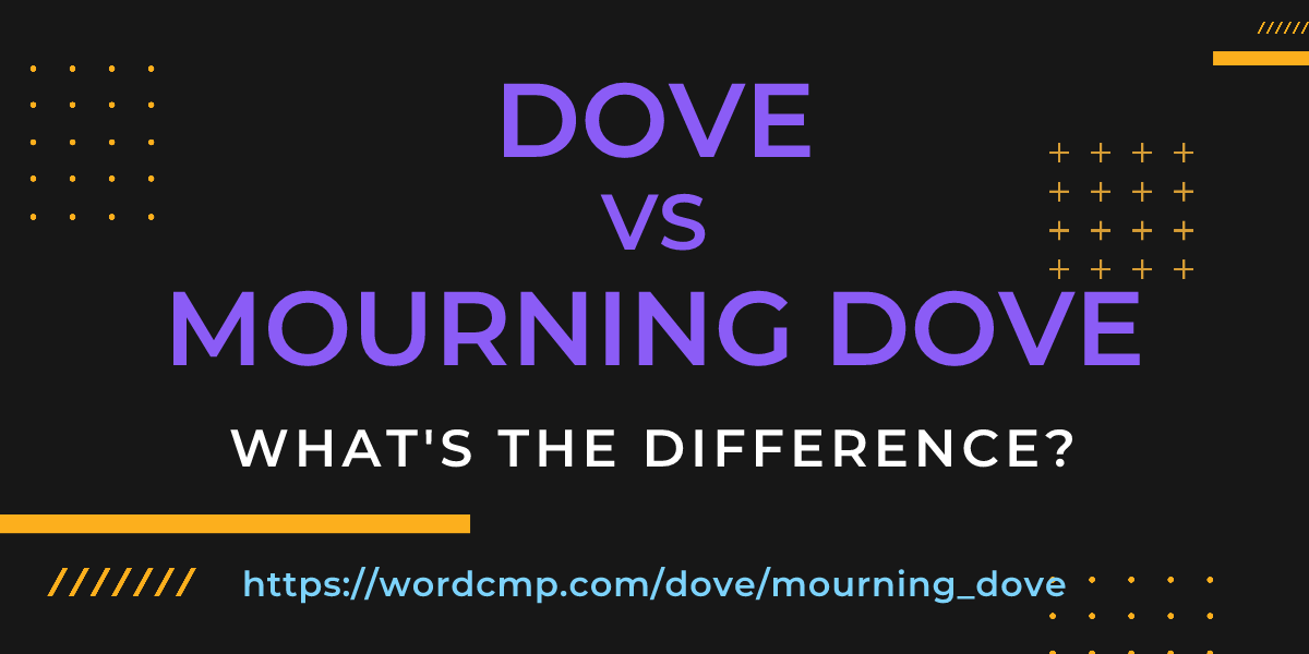 Difference between dove and mourning dove