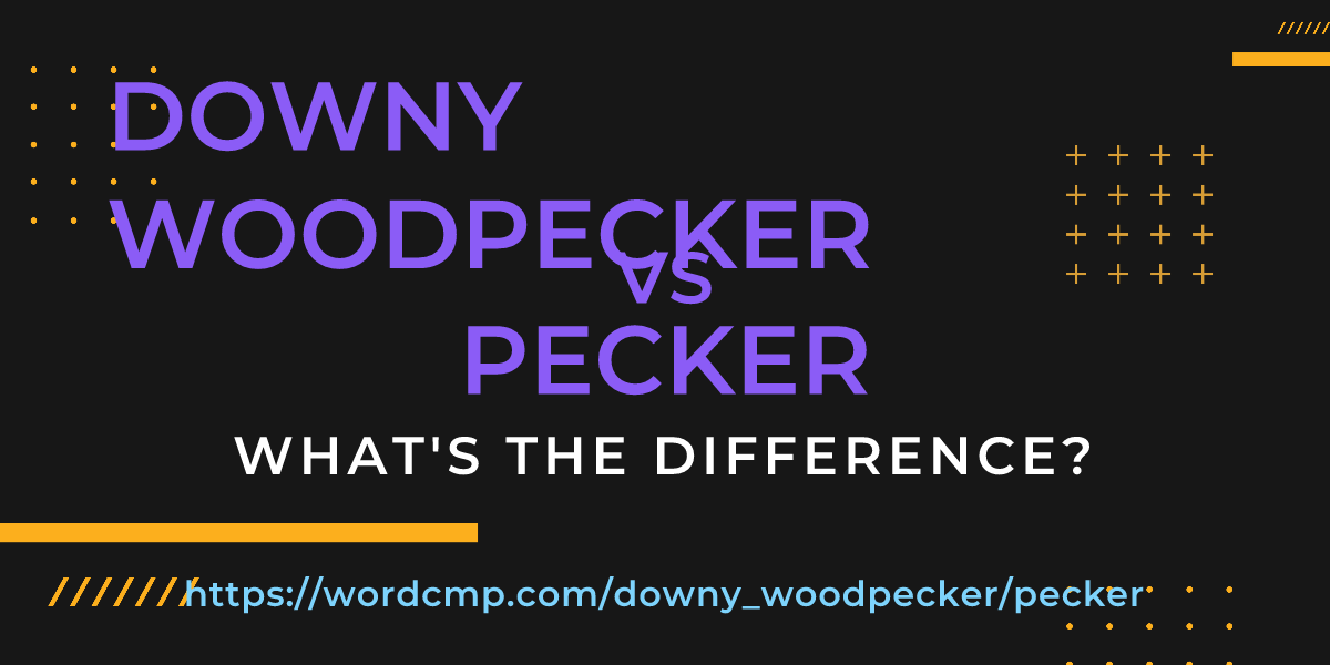 Difference between downy woodpecker and pecker