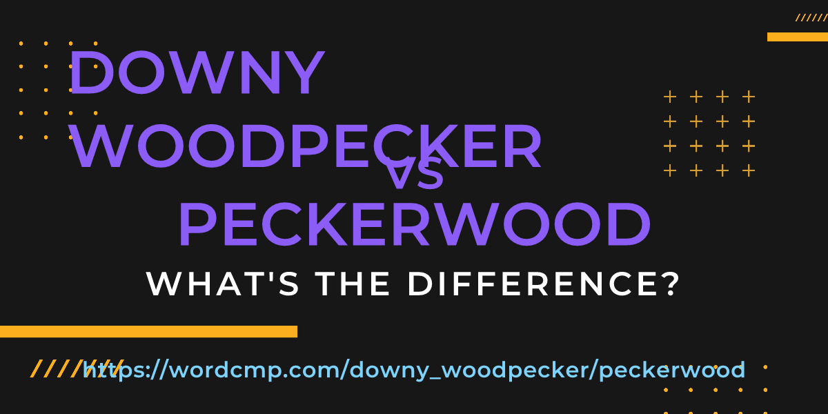 Difference between downy woodpecker and peckerwood