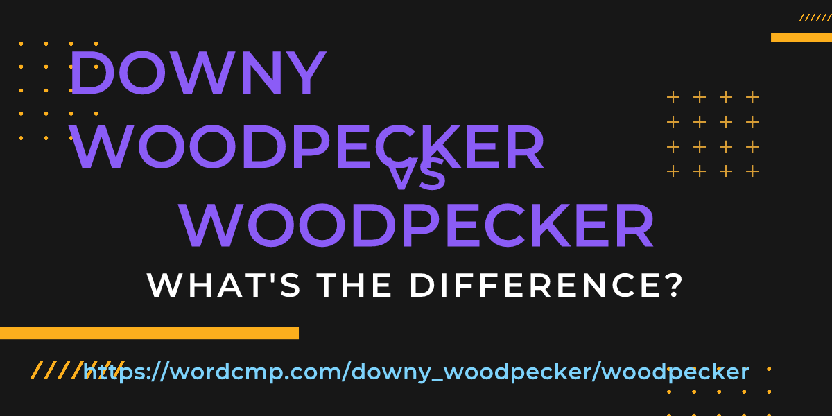 Difference between downy woodpecker and woodpecker