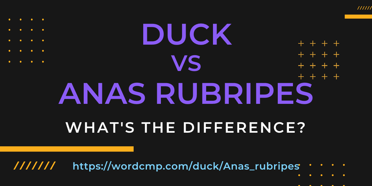 Difference between duck and Anas rubripes