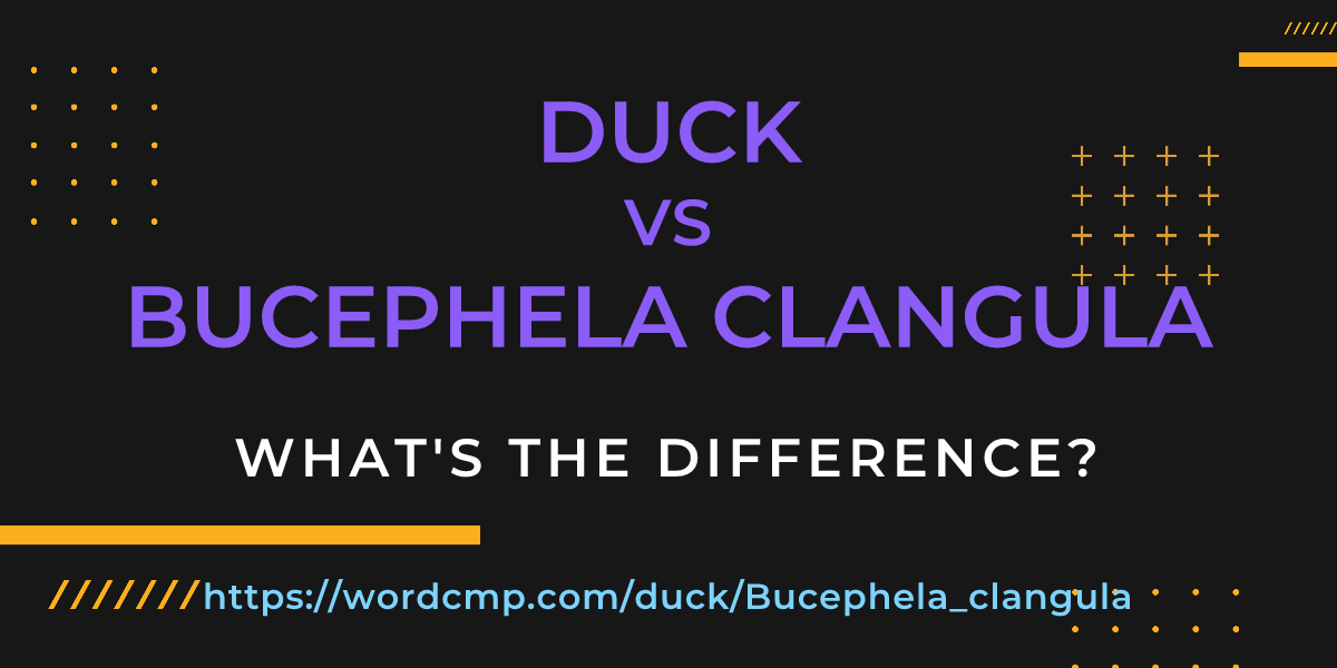 Difference between duck and Bucephela clangula