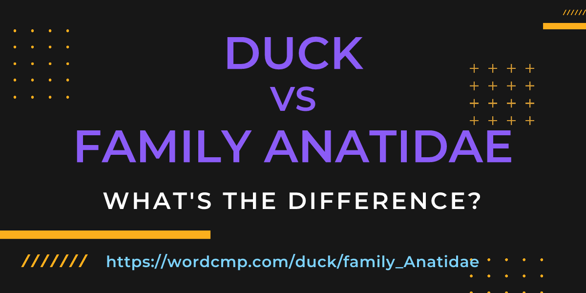 Difference between duck and family Anatidae