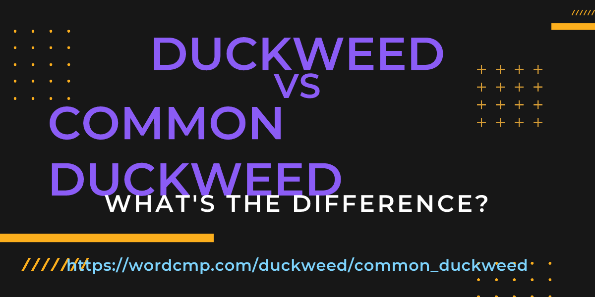 Difference between duckweed and common duckweed