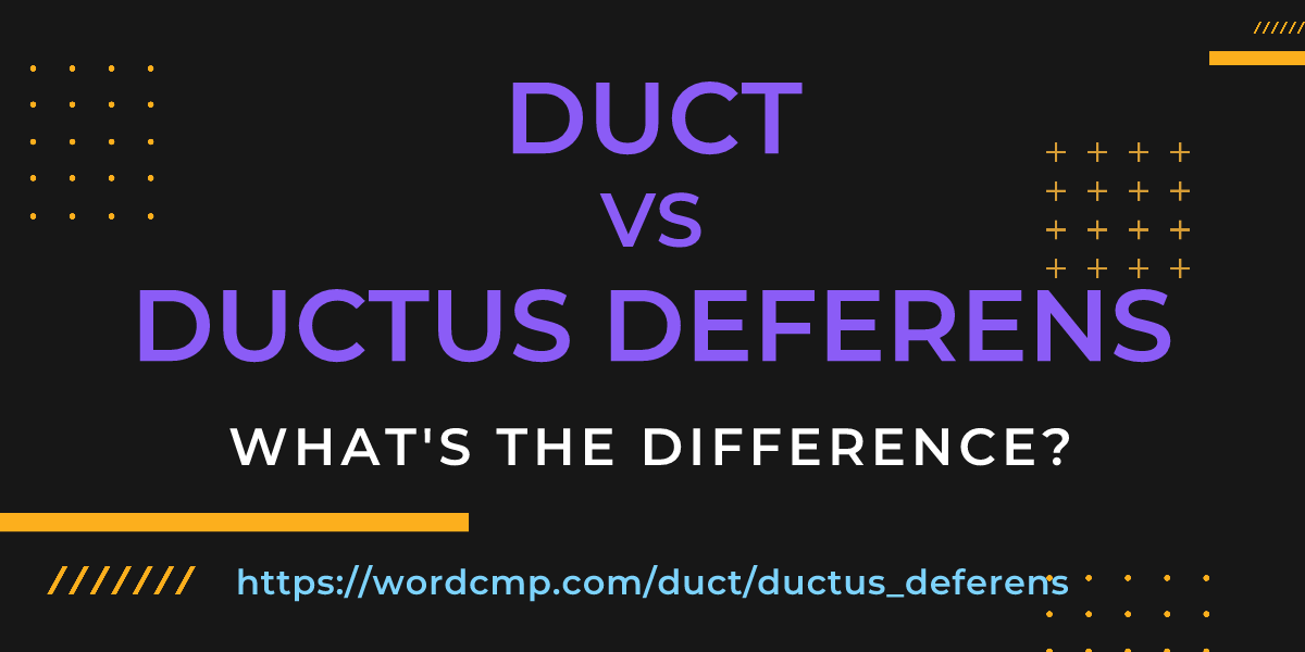 Difference between duct and ductus deferens