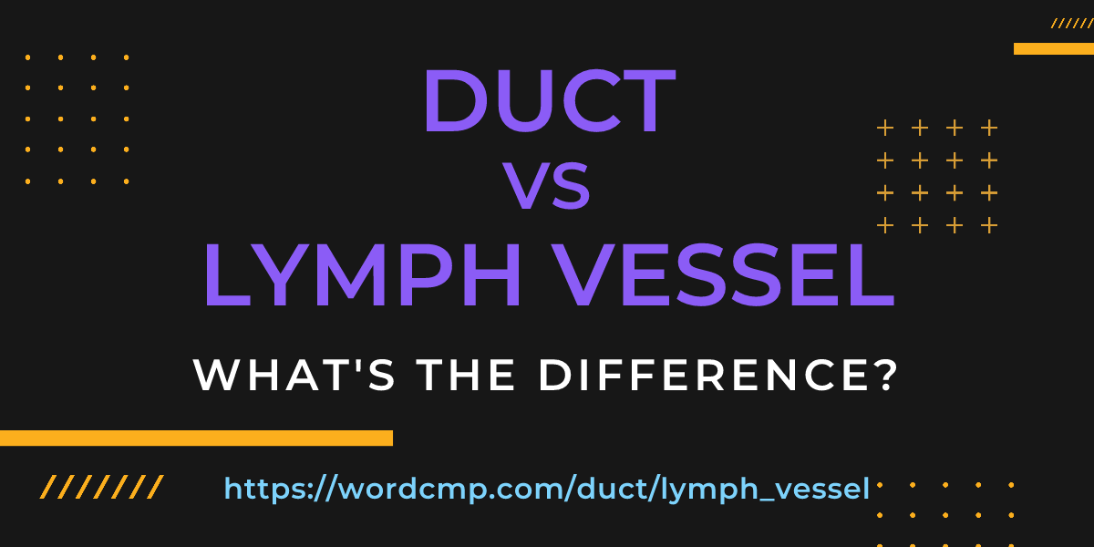 Difference between duct and lymph vessel