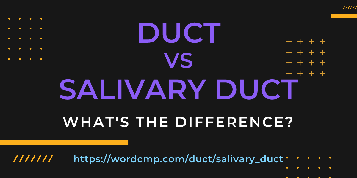 Difference between duct and salivary duct