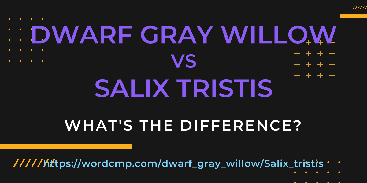 Difference between dwarf gray willow and Salix tristis