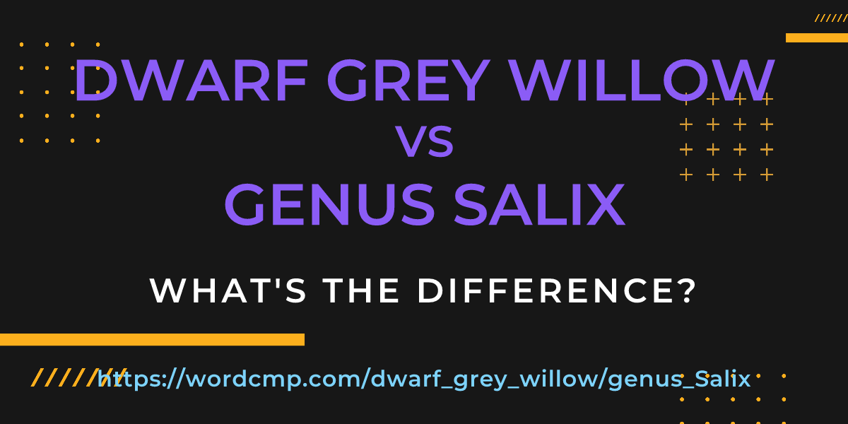 Difference between dwarf grey willow and genus Salix