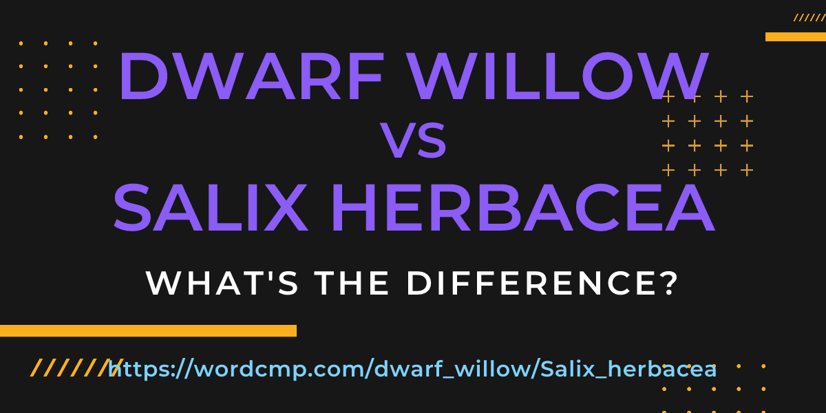 Difference between dwarf willow and Salix herbacea