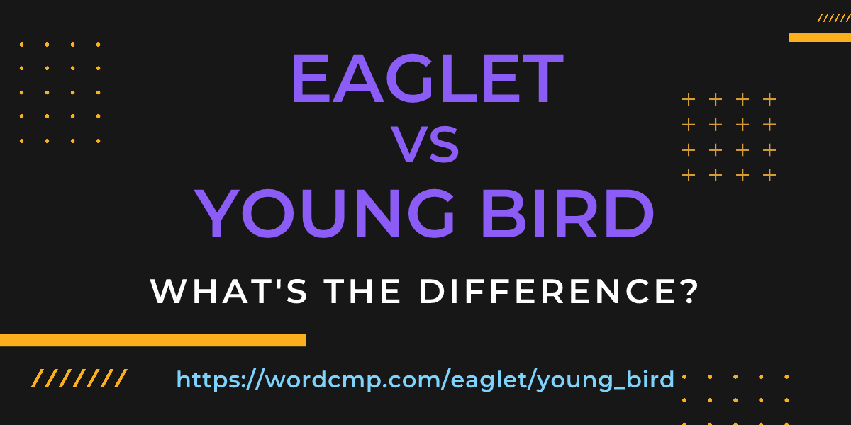 Difference between eaglet and young bird