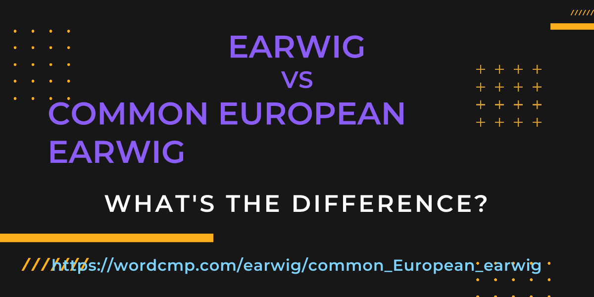 Difference between earwig and common European earwig