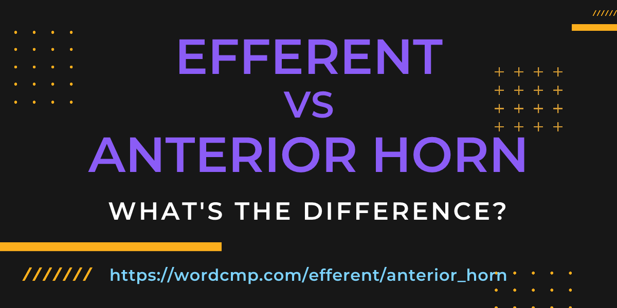 Difference between efferent and anterior horn