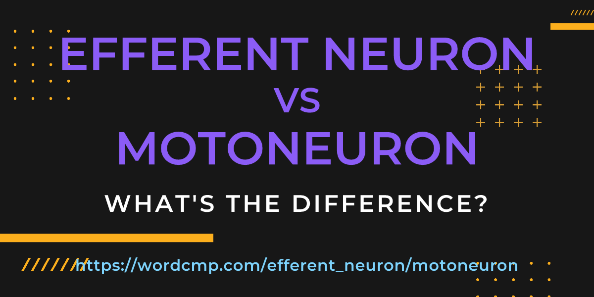 Difference between efferent neuron and motoneuron