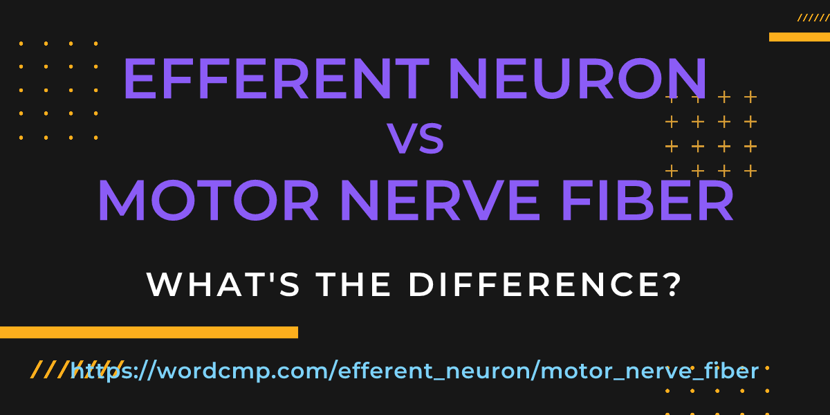 Difference between efferent neuron and motor nerve fiber