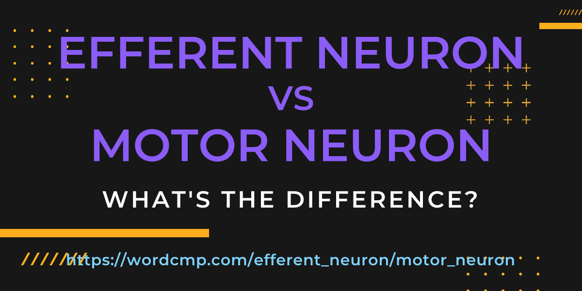 Difference between efferent neuron and motor neuron