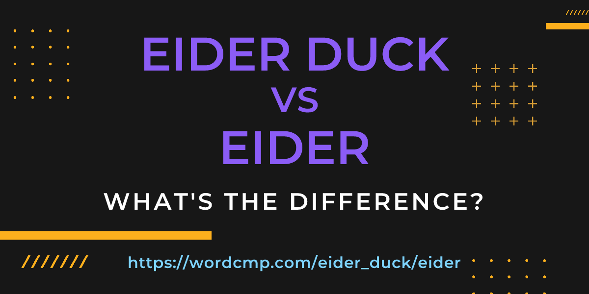 Difference between eider duck and eider