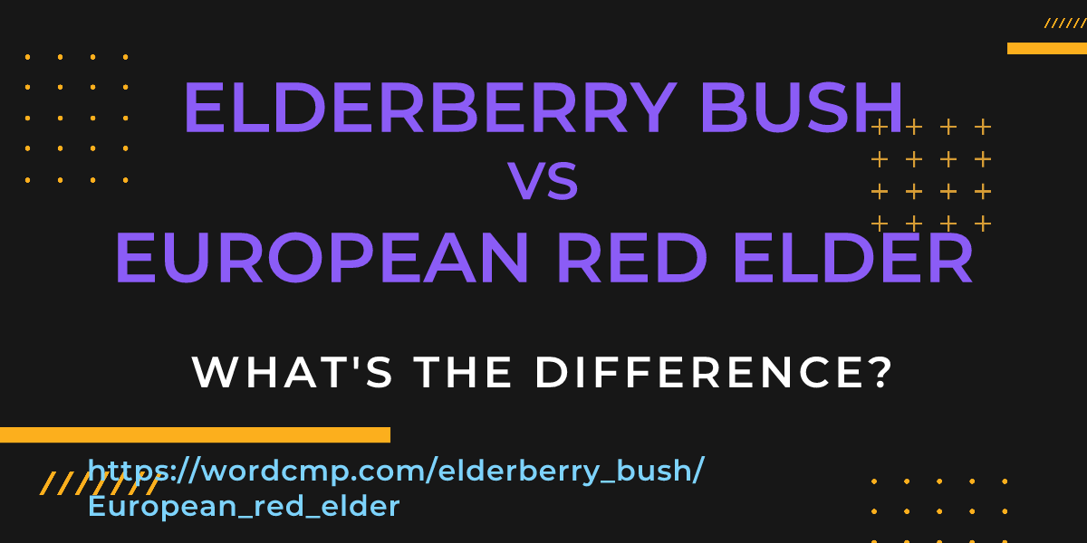 Difference between elderberry bush and European red elder