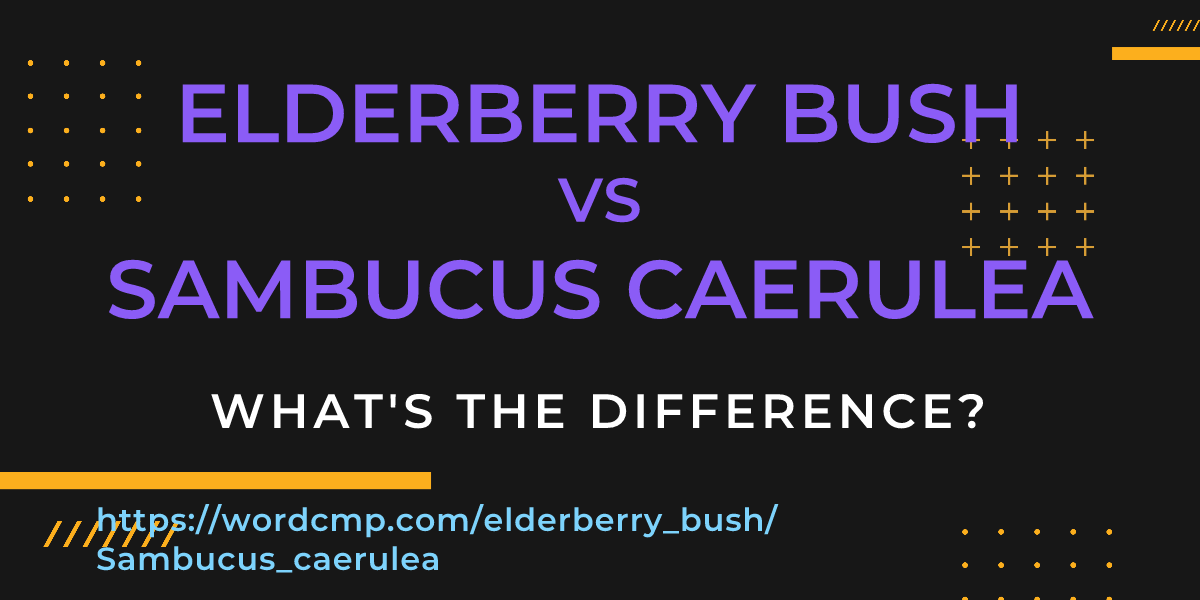 Difference between elderberry bush and Sambucus caerulea