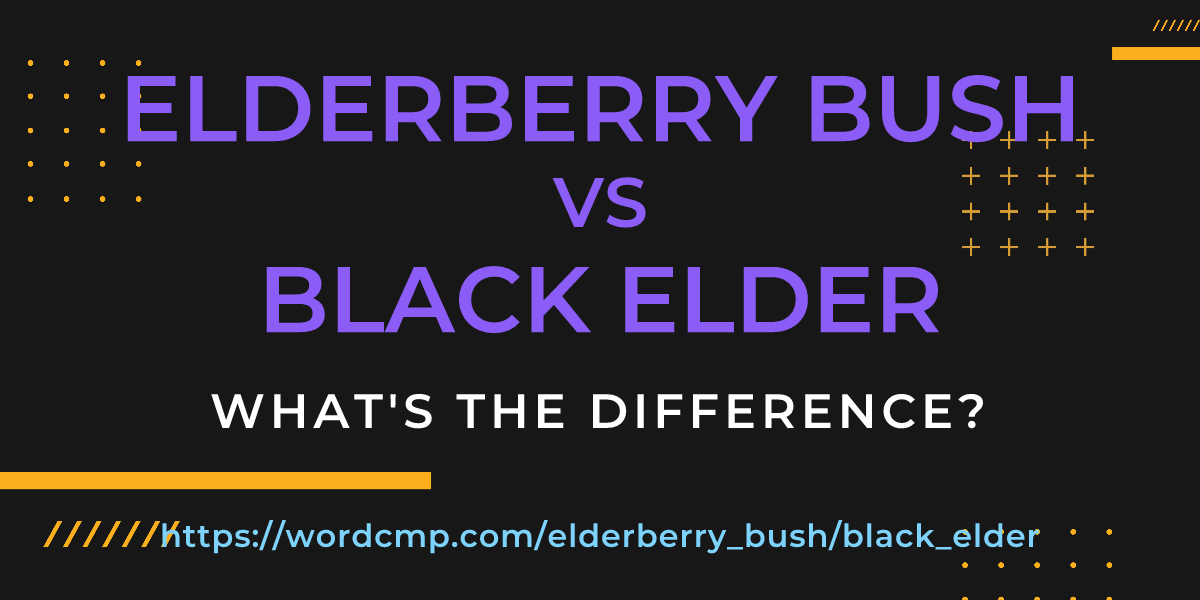 Difference between elderberry bush and black elder