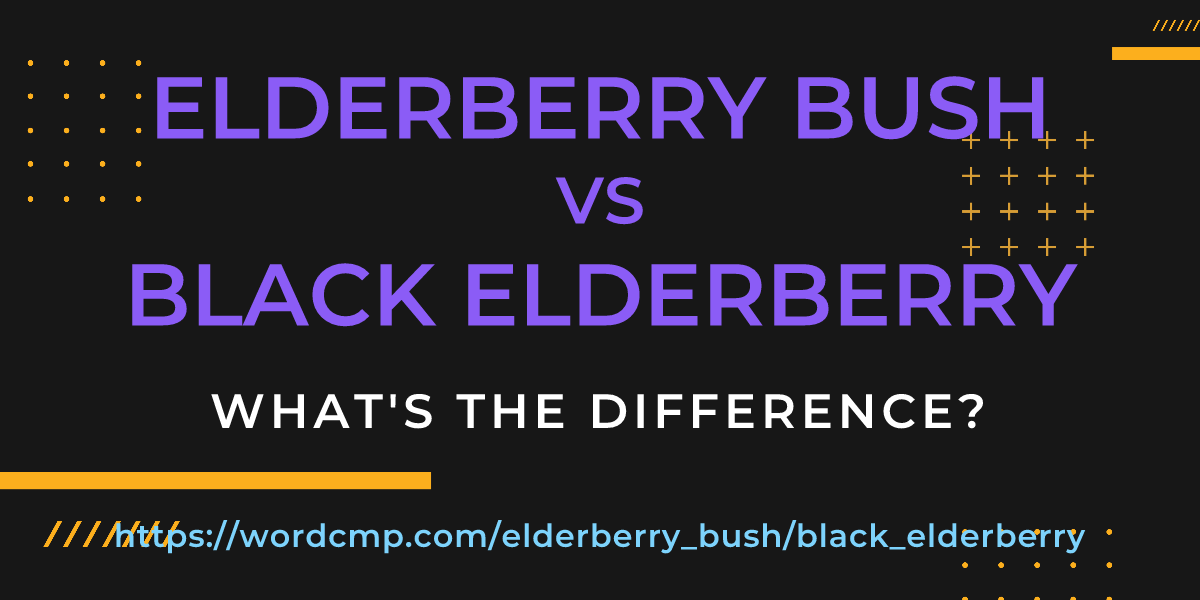 Difference between elderberry bush and black elderberry