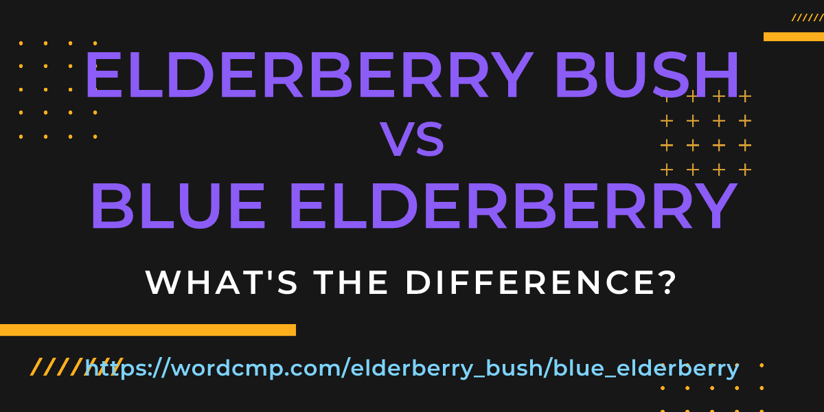 Difference between elderberry bush and blue elderberry