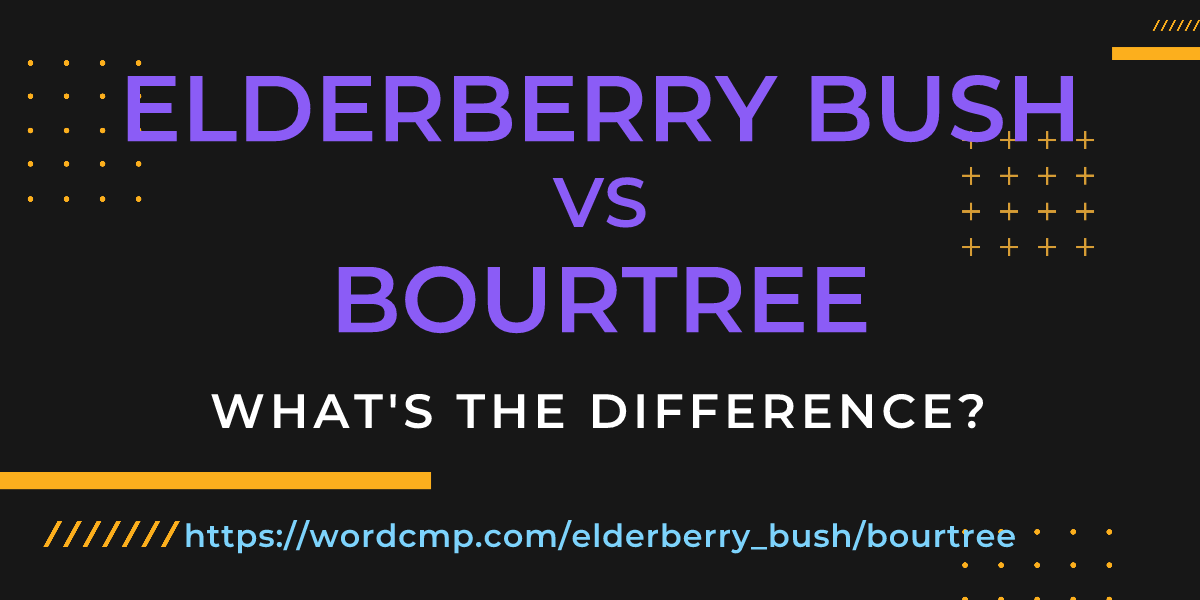 Difference between elderberry bush and bourtree