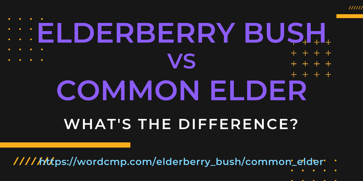 Difference between elderberry bush and common elder