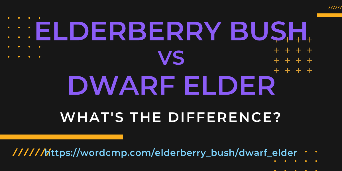 Difference between elderberry bush and dwarf elder