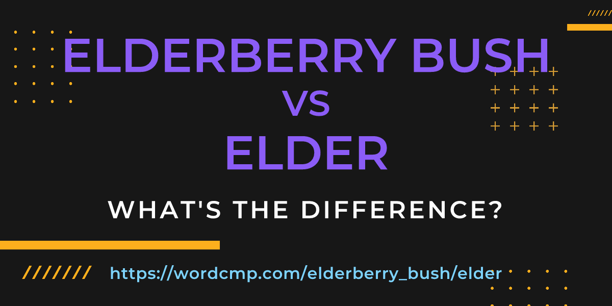 Difference between elderberry bush and elder