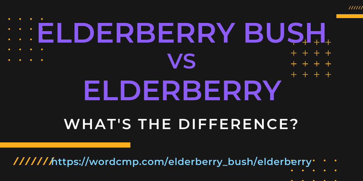 Difference between elderberry bush and elderberry