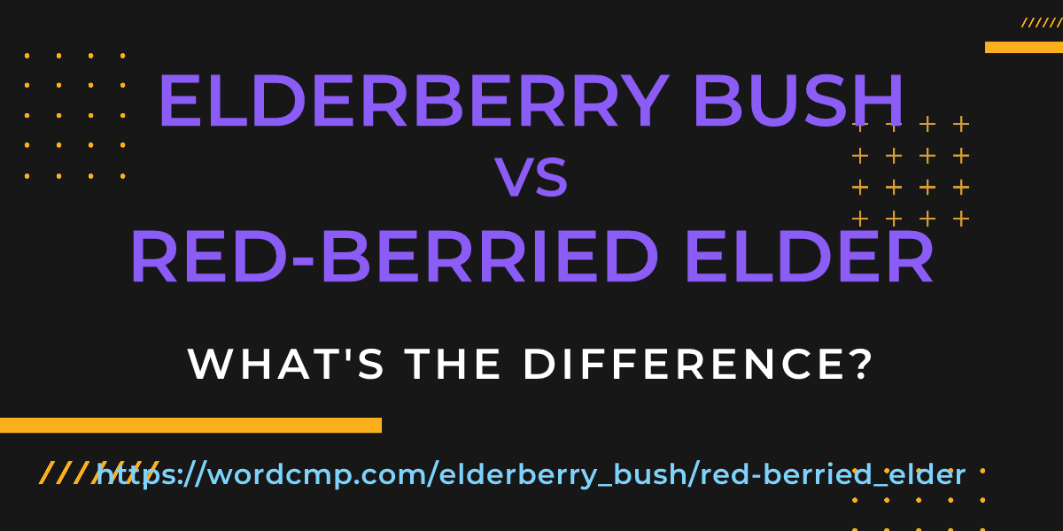 Difference between elderberry bush and red-berried elder