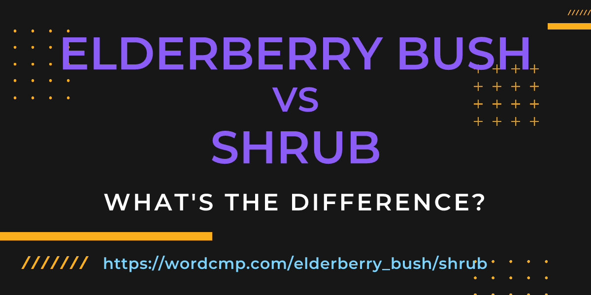 Difference between elderberry bush and shrub