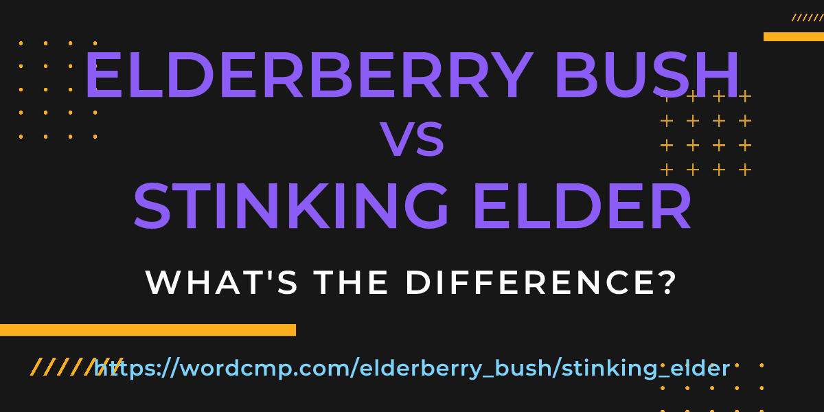 Difference between elderberry bush and stinking elder