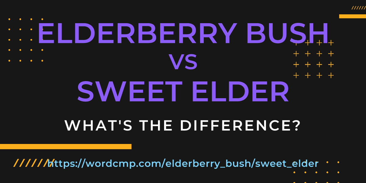 Difference between elderberry bush and sweet elder