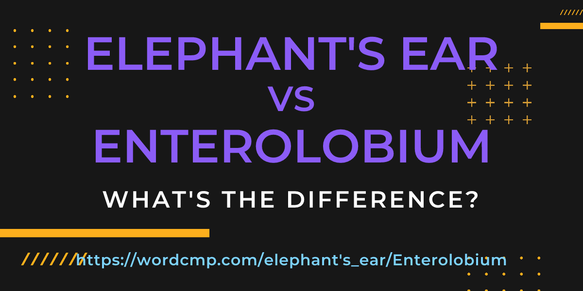 Difference between elephant's ear and Enterolobium