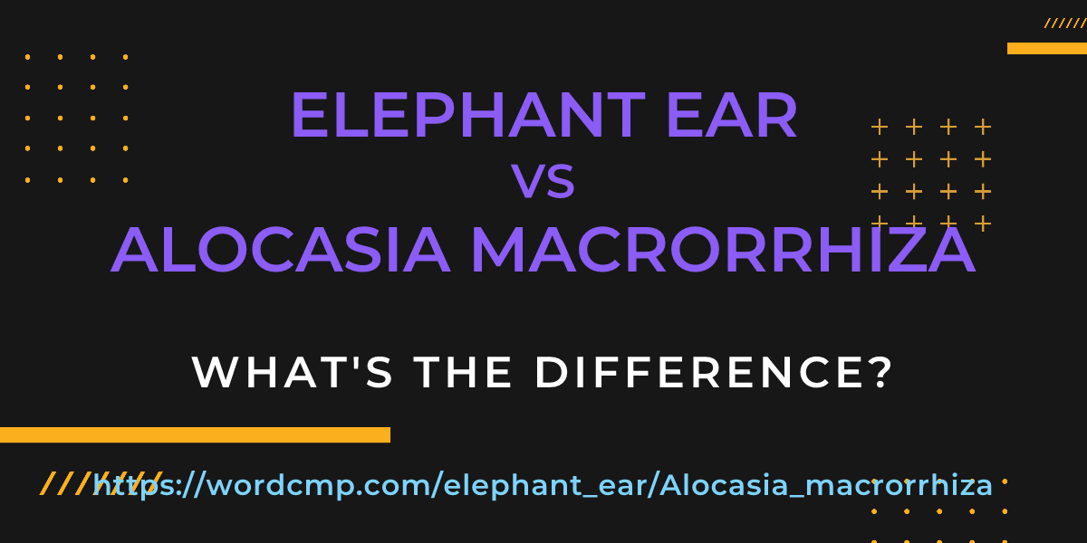 Difference between elephant ear and Alocasia macrorrhiza