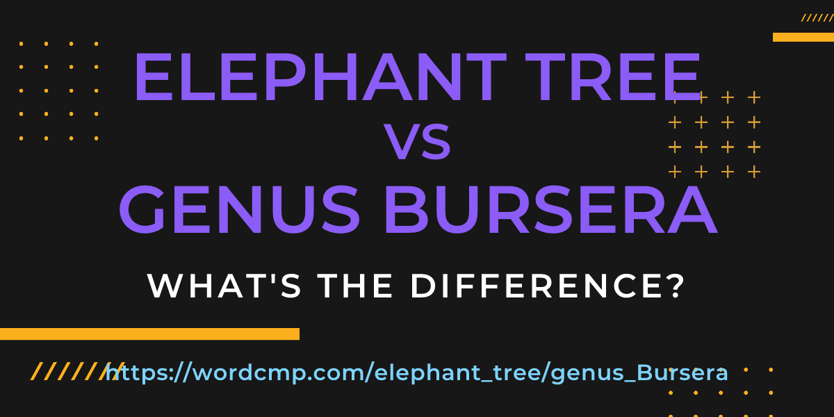 Difference between elephant tree and genus Bursera