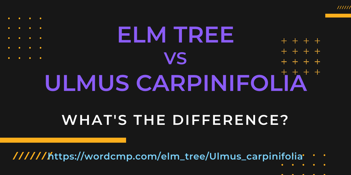 Difference between elm tree and Ulmus carpinifolia