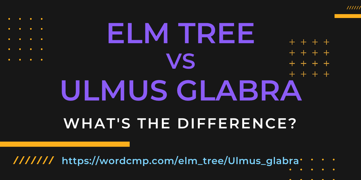 Difference between elm tree and Ulmus glabra