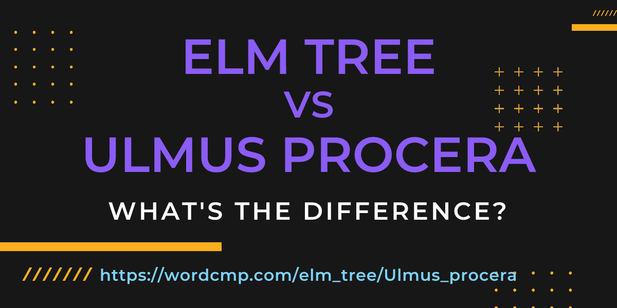 Difference between elm tree and Ulmus procera