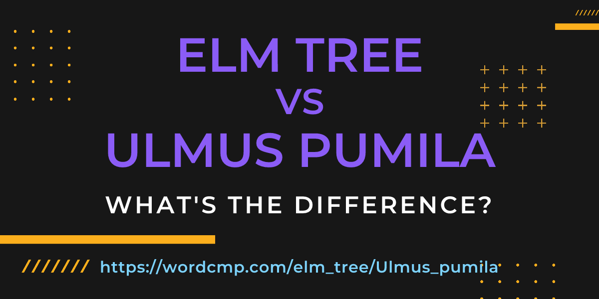 Difference between elm tree and Ulmus pumila
