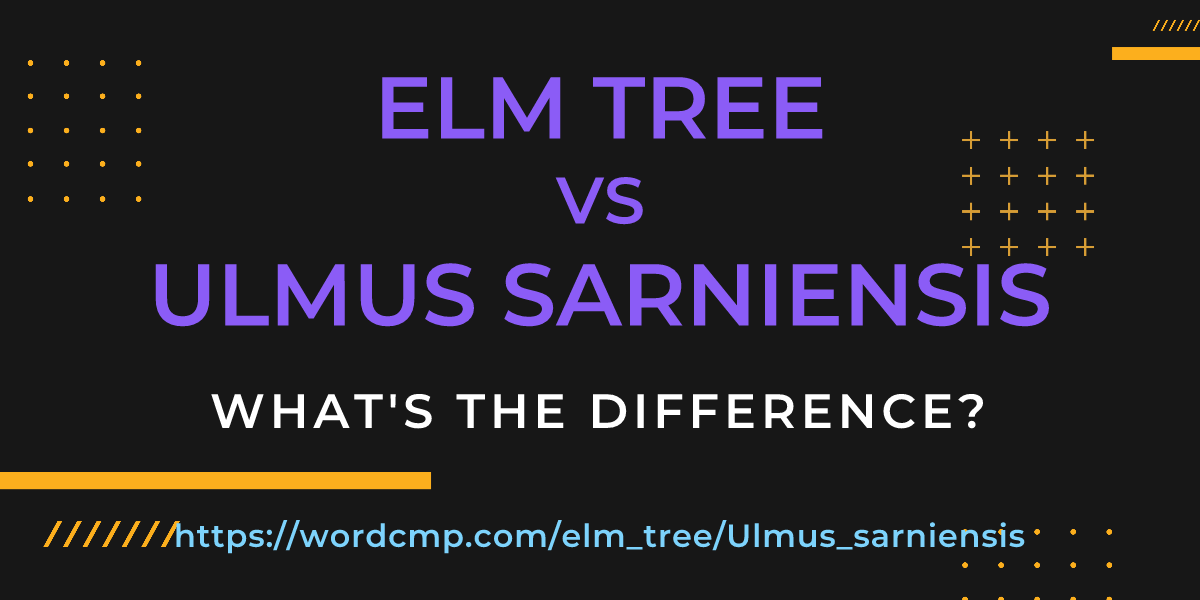 Difference between elm tree and Ulmus sarniensis