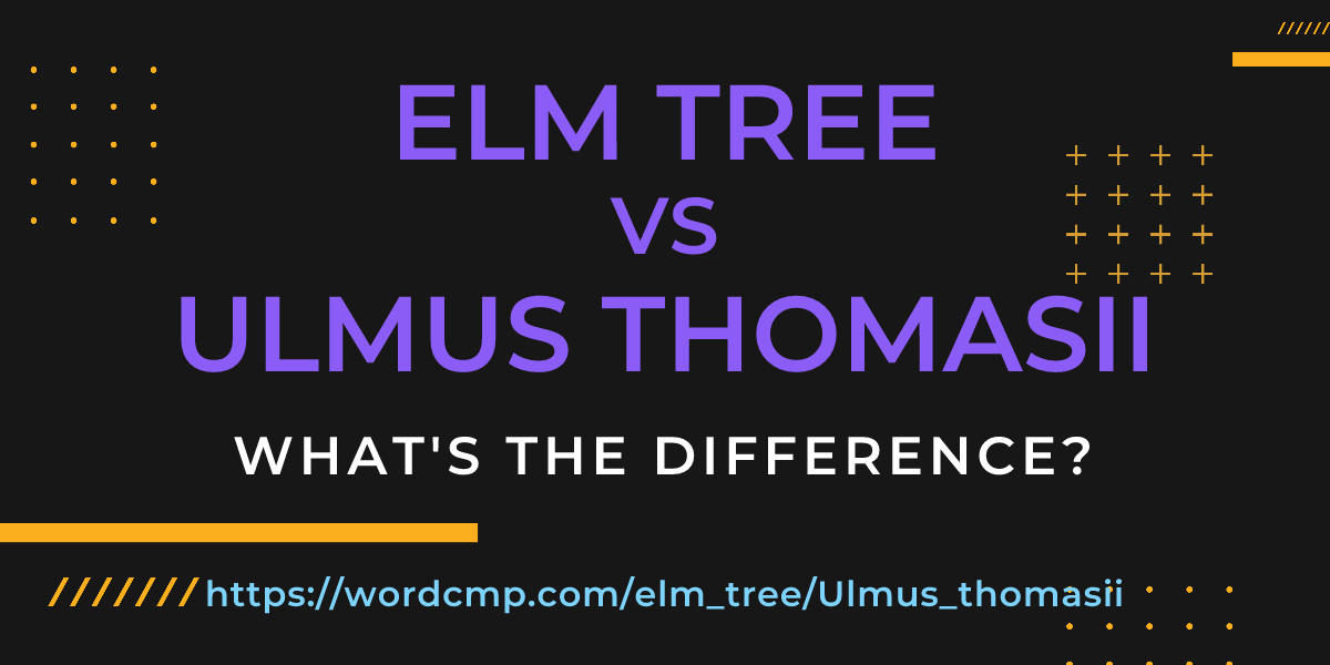 Difference between elm tree and Ulmus thomasii